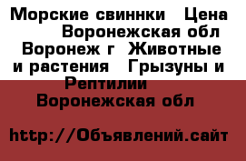 Морские свиннки › Цена ­ 700 - Воронежская обл., Воронеж г. Животные и растения » Грызуны и Рептилии   . Воронежская обл.